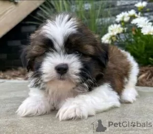 Photo №1. shih tzu - for sale in the city of Patras | 317$ | Announcement № 78594