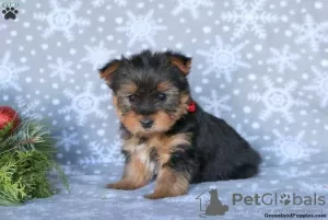 Photo №4. I will sell yorkshire terrier in the city of Garmisch-Partenkirchen.  - price - 740$