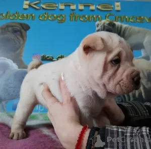 Photo №2 to announcement № 18105 for the sale of shar pei - buy in Russian Federation from nursery