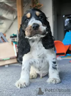 Photo №3. English cocker spaniel. Poland