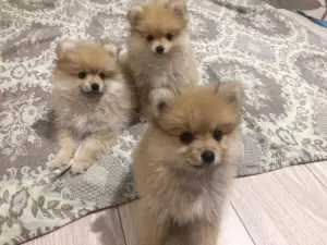 Photo №3. St. Petersburg. Puppies of German (Pomeranian) Spitz boy and two girls are. Russian Federation