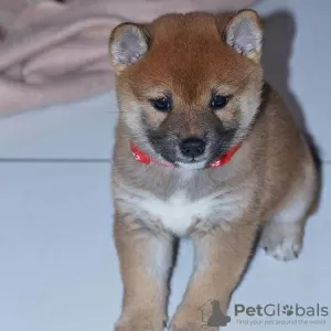 Photo №2 to announcement № 84229 for the sale of shiba inu - buy in Finland private announcement