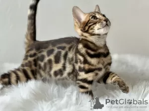 Additional photos: Gorgeous Bengal boy