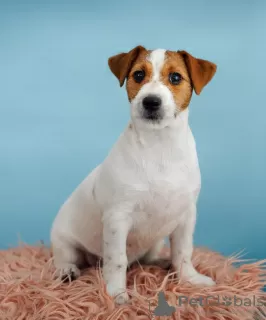 Additional photos: Jack Russell Terrier puppies