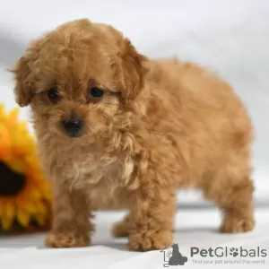 Photo №2 to announcement № 45811 for the sale of poodle (dwarf) - buy in United States private announcement