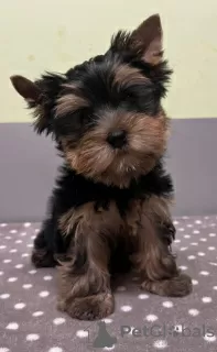 Photo №1. yorkshire terrier - for sale in the city of Rūjiena | Is free | Announcement № 114085