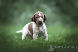 Photo №1. german shorthaired pointer - for sale in the city of Baranovichi | 456$ | Announcement № 111481