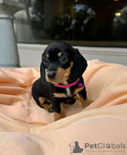 Photo №2 to announcement № 120683 for the sale of dachshund - buy in Belgium private announcement, breeder