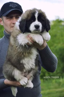 Additional photos: Moscow Watchdog Puppies