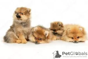 Photo №4. Buy german spitz, german spitz in the city of Helsinki.  - price - 317$