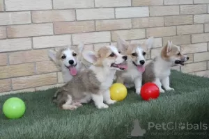 Additional photos: Welsh Corgi Pembroke puppies