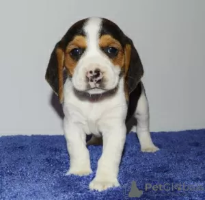 Photo №1. beagle - for sale in the city of Никосия | negotiated | Announcement № 79586