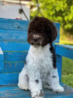 Photo №3. Lagotto Romagnolo puppies. Serbia