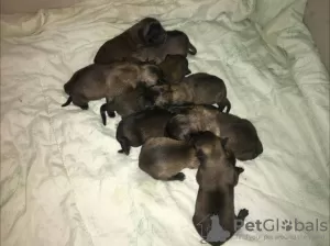 Photo №3. Belgian Shepherd Malinois puppies. Russian Federation