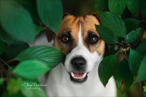 Additional photos: Jack Russell Terrier Puppies