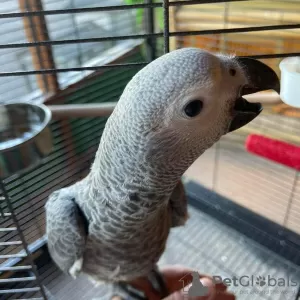 Photo №3. African grey. United States