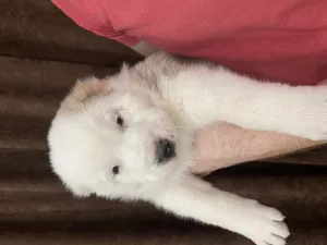 Additional photos: SAO puppies from parents of Champions