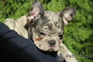 Additional photos: Exotic french bulldog puppies