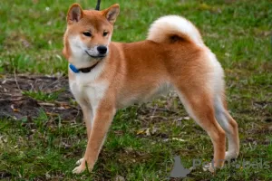 Additional photos: Shiba Inu puppies