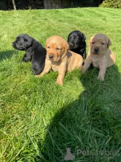 Photo №2 to announcement № 18633 for the sale of labrador retriever - buy in Ireland private announcement