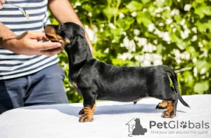 Additional photos: Standard dachshund puppies