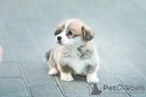 Photo №3. Welsh corgi pembroke puppies. Russian Federation