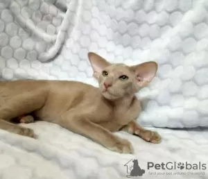 Photo №2 to announcement № 1552 for the sale of oriental shorthair - buy in Russian Federation breeder