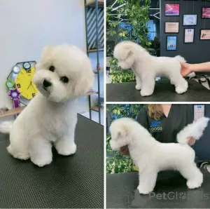 Photo №3. Bichon Frize puppies. France