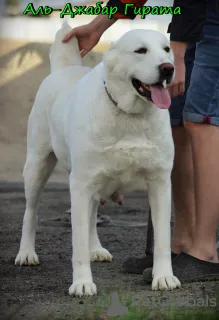 Additional photos: Central Asian Shepherd Puppy