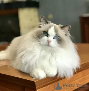 Photo №1. ragdoll - for sale in the city of Богуслав | 500$ | Announcement № 12625