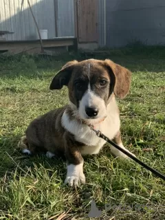 Additional photos: Cardigan Welsh Corgi puppies