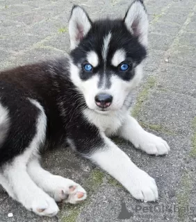 Photo №2 to announcement № 110194 for the sale of siberian husky - buy in Finland breeder