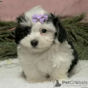 Photo №1. havanese dog - for sale in the city of Дублин | Is free | Announcement № 45059