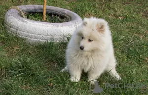 Photo №3. Samoyed females. Poland