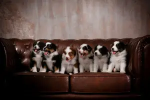 Additional photos: Puppies of the Australian Shepherd (Aussie) for sale