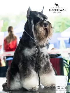 Photo №4. I will sell schnauzer in the city of Москва. from nursery - price - negotiated