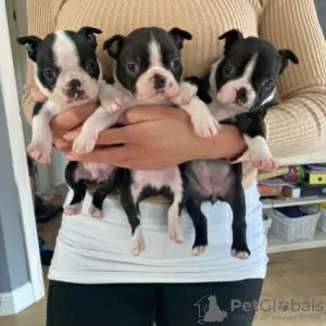 Photo №2 to announcement № 84226 for the sale of boston terrier - buy in Finland private announcement