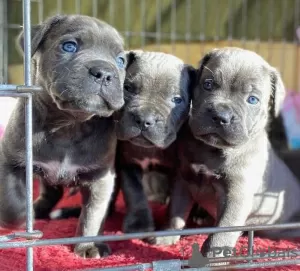 Photo №1. cane corso - for sale in the city of Charleroi | 188$ | Announcement № 129076