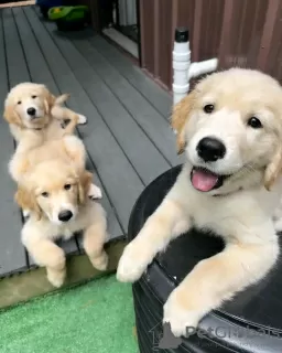 Photo №3. Healthy cute adorable and socialized Golden retriever puppies. Germany