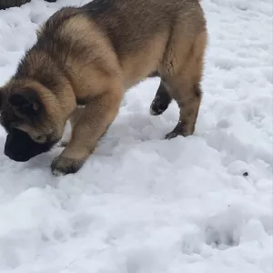 Additional photos: American Akita puppies, 2 boys and 1 girl