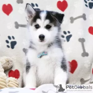 Photo №2 to announcement № 127292 for the sale of siberian husky - buy in United States 