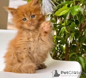 Photo №2 to announcement № 126527 for the sale of maine coon - buy in Spain private announcement, breeder