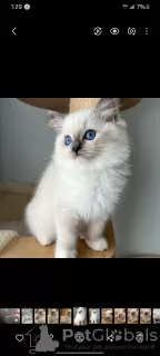 Photo №1. ragdoll - for sale in the city of Sydney | Is free | Announcement № 131260