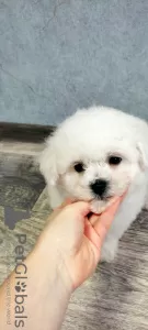 Photo №2 to announcement № 33537 for the sale of bichon frise - buy in Belarus private announcement