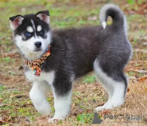 Photo №1. siberian husky - for sale in the city of Pau | 528$ | Announcement № 82891