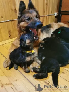 Additional photos: Elite litter of long-haired German shepherds