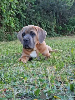 Photo №1. cane corso - for sale in the city of Michów | 1057$ | Announcement № 106780