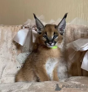 Additional photos: dostępne kocięta caracal i caracat, savannah f1 i serval