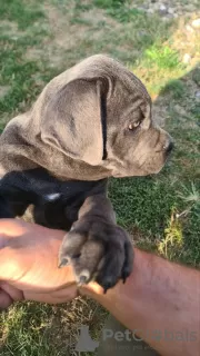 Additional photos: CANE CORSO beautiful puppies