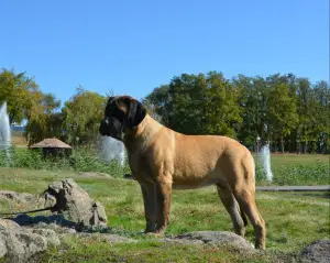 Additional photos: English Mastiff bred puppies